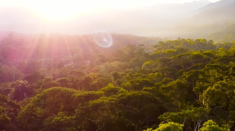 Sun flare over forrest