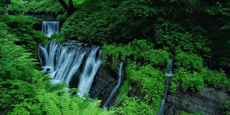 Beautiful waterfall in a lush, green forest.